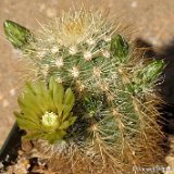 Echinocereus viridiflorus corellii ©Juergen Menzel.jpg